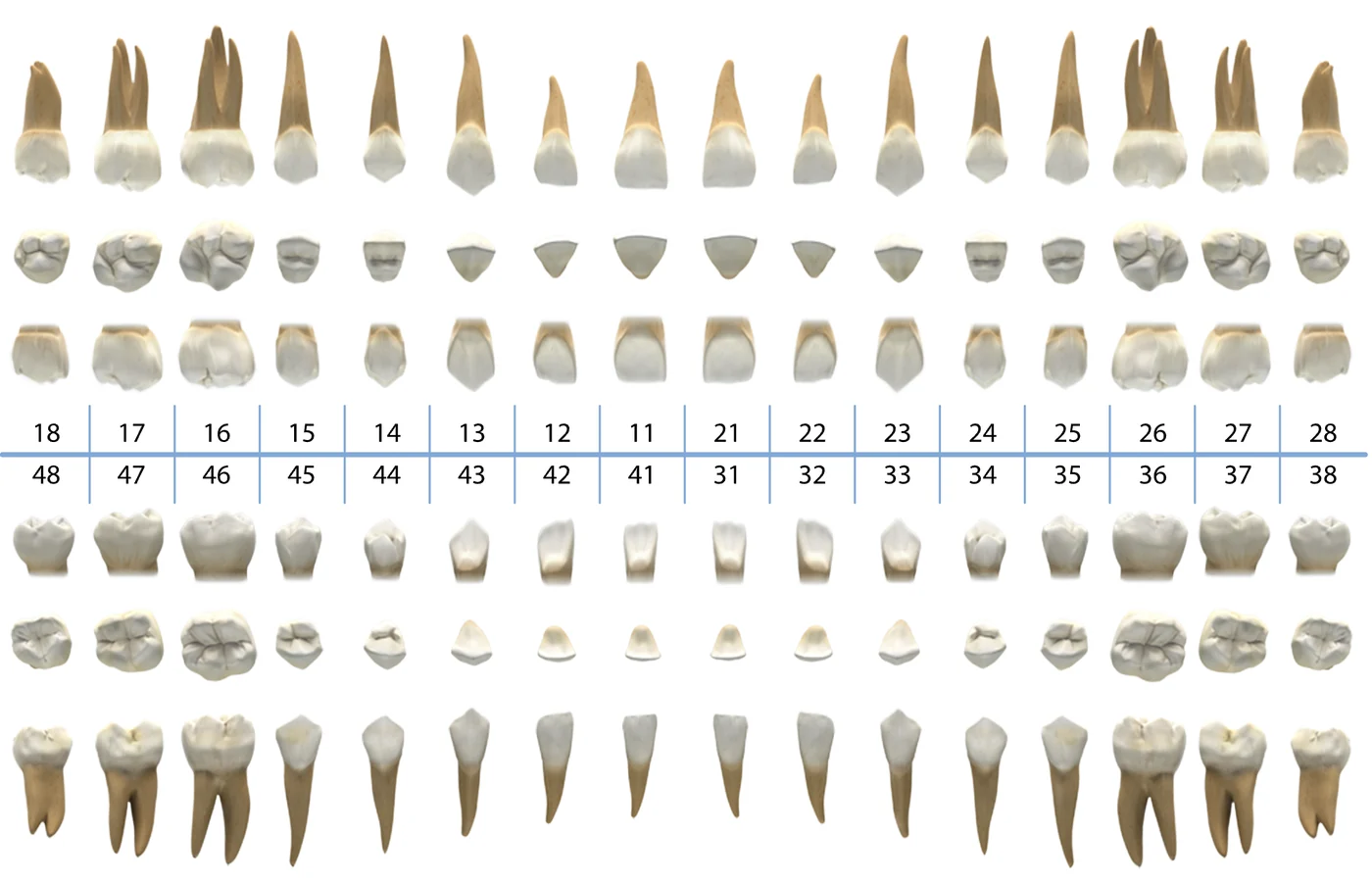 Odontograma de XDentalCloud.com: atlas anatómico de las 32 piezas dentales por vista clínica